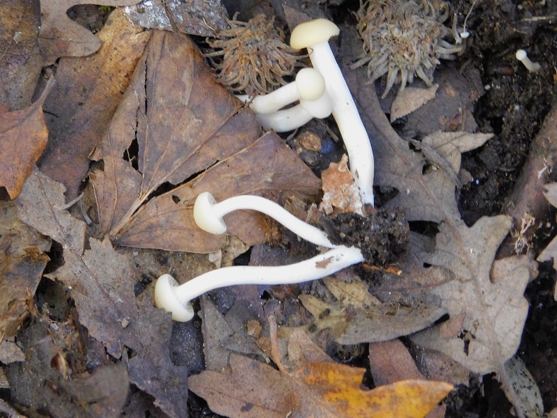 10 Fotogr.il 18.12.2021 sotto Leccio